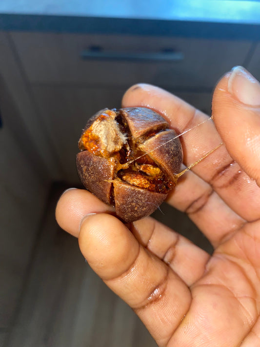 gorontula fruit knot